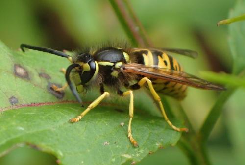 Vespula germanica